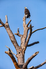 Bald eagle, USA