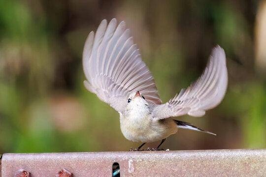 羽ばたき飛び出す、尻尾が可愛いニシオジロビタキ（ヒタキ科）
英名学名：Red-breasted flycatcher (Ficedula parva)
東京都大田区、多摩川台公園 2025年
