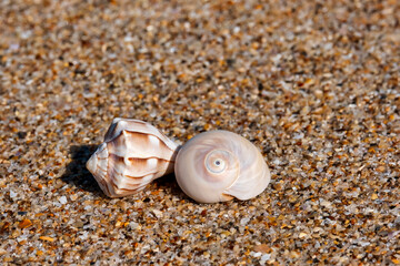 Whelk and sea snail on a beach