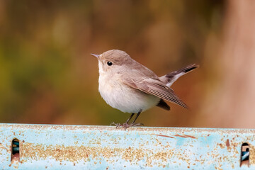 突き出した尻尾が可愛いニシオジロビタキ（ヒタキ科）
英名学名：Red-breasted flycatcher (Ficedula parva)
東京都大田区、多摩川台公園 2025年

