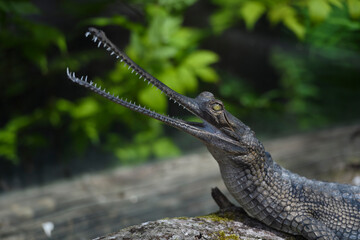 Gharial crocodile sitting on a log with his long, narrow snout open.