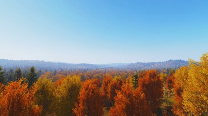 Fototapeta premium Aerial View of Autumn Forest