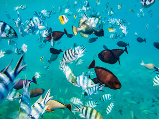 French Polynesia, Rangiroa Atoll. The Aquarium, variety of fish underwater.