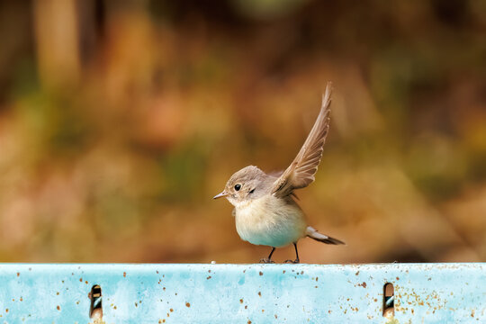 羽ばたき飛び出す、尻尾が可愛いニシオジロビタキ（ヒタキ科）
英名学名：Red-breasted flycatcher (Ficedula parva)
東京都大田区、多摩川台公園 2025年
