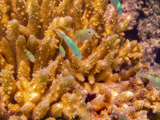 French Polynesia, Rangiroa Atoll, Blue Lagoon. Green chromis fish and coral.