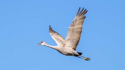 Sandhill Crane Flying in the Blue Skye Close Up Feathers Wings Beak Feet Action Winter Bird Watching Migration