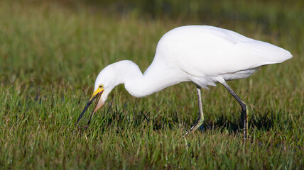 Snowy White Egret in Grass Foraging Florida Wading Birds Close Up Beak Feathers Yellow Feet Beautiful Summer