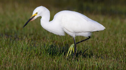 Snowy White Egret in Grass Foraging Florida Wading Birds Close Up Beak Feathers Yellow Feet Beautiful Summer