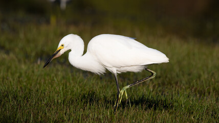 Snowy White Egret in Grass Foraging Florida Wading Birds Close Up Beak Feathers Yellow Feet Beautiful Summer