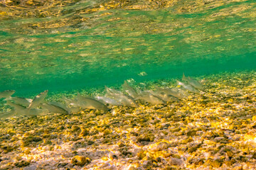 French Polynesia, Tikehau Atoll. School of mullet feeding underwater.
