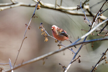 雄の
食事中の可愛いベニマシコ（アトリ科）
英名学名：Long-tailed Rosefinch (Uragus sibiricus)
神奈川県清川村早戸川林道2025年
