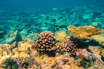 French Polynesia, Tikehau Atoll. Coral garden and fish underwater.