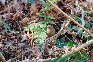 餌を捜す可愛いカヤクグリ（イワヒバリ科）
英名学名：Japanese Accentor (Prunella rubida)
神奈川県清川村早戸川林道2025年
