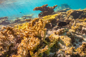 French Polynesia, Tikehau Atoll. Coral garden underwater.