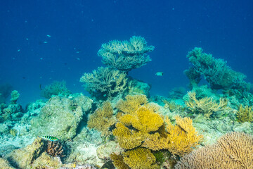 French Polynesia, Tikehau Atoll. Coral garden underwater.