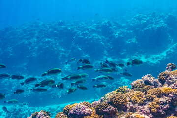 French Polynesia, Tikehau Atoll. School of parrotfish and coral underwater.