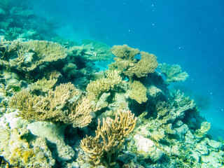 French Polynesia, Tikehau Atoll. Coral garden underwater.
