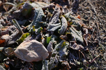 View of Mt. Kiso-Komagatake and Senjojiki Cirque from Komagane City, Nagano Prefecture in early morning of January 16, 2025