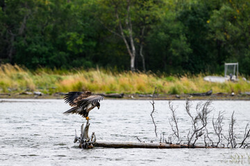 Juvenile American Bald Eagle perched on a dead tree floating in the Brooks River, Katmai National Park, Alaska
