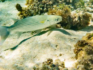 French Polynesia, Tikehau Atoll. Close-up of mullet fish underwater.