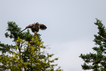 Juvenile American Bald Eagle perched on a spruce tree top ready to fly, Katmai National Park, Alaska
