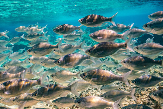 French Polynesia, Tikehau Atoll. School of flagtail fish.