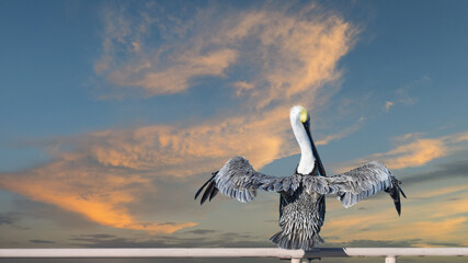 Close-up  of  pelicans  in Miami FL. Beautiful water and sky. Beautiful background.