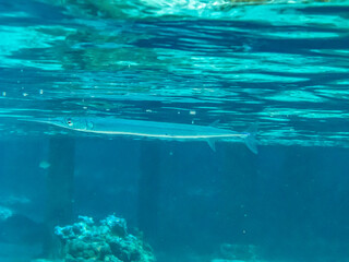 French Polynesia, Tikehau Atoll. Close-up of needlefish underwater.