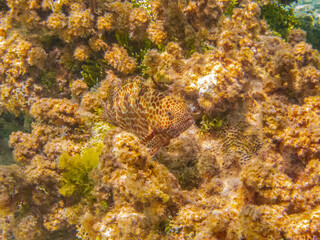 French Polynesia, Tikehau Atoll. Honeycomb grouper fish close-up.