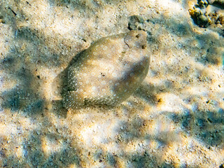 French Polynesia, Tikehau Atoll. Flowery flounder swimming.