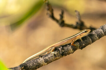 French Polynesia, Rangiroa Atoll. Copper-tailed skink on limb.