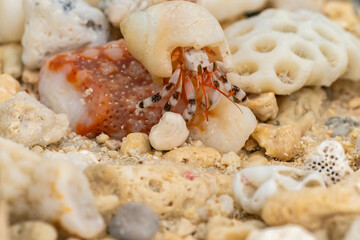 French Polynesia, Rangiroa Atoll. Hermit crab inside shell.