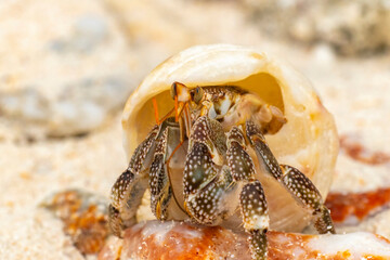 French Polynesia, Rangiroa Atoll. Hermit crab inside shell.