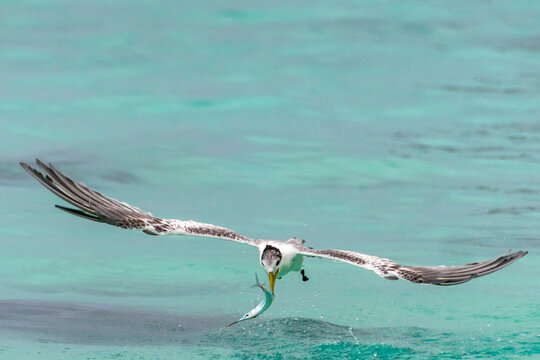 French Polynesia, Rangiroa Atoll. Great crested tern takes flight with needlefish catch.