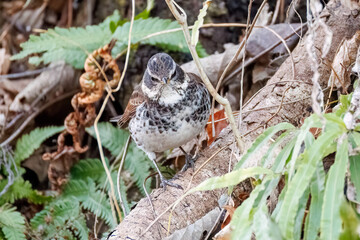 可愛いツグミ（ヒタキ科）
英名学名：Dusky Thrush (Turdus eunomus)
神奈川県清川村、早戸川林道-2025年
