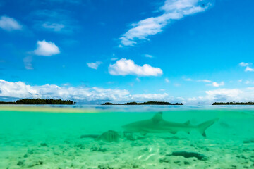 French Polynesia, Rangiroa Atoll. Black-tipped reef shark underwater in Blue Lagoon.