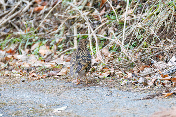 餌を探す可愛いトラツグミ（ツグミ科）
英名学名：Scaly Thrush (Zoothera dauma)
神奈川県清川村、早戸川林道-2025年
