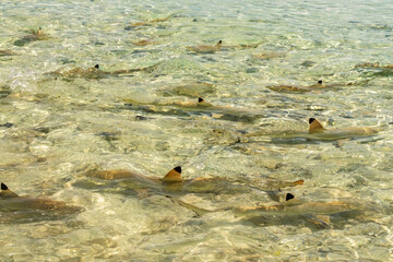 French Polynesia, Rangiroa Atoll. Black-tipped reef shark nursery in Blue Lagoon.