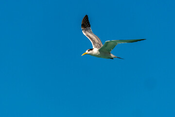 French Polynesia, Rangiroa Atoll. Great crested tern in flight.