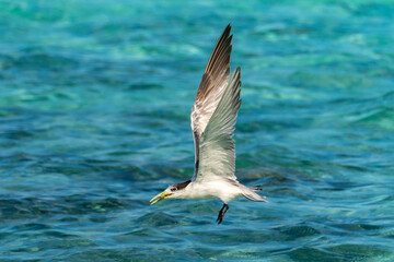 French Polynesia, Rangiroa Atoll. Great crested tern in flight with needlefish.