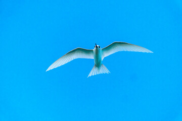 French Polynesia, Rangiroa Atoll. Fairy terns in flight.