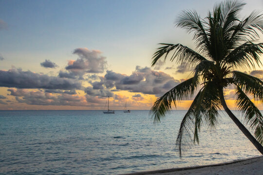 French Polynesia, Rangiroa Atoll. Palm tree and sailboats at sunset.