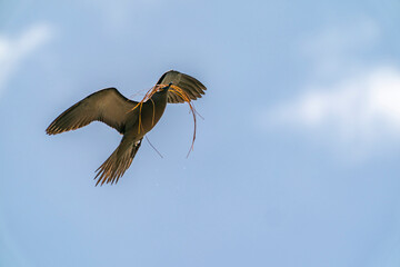 French Polynesia, Tikehau Atoll. Brown noddy bird flying with nest material.