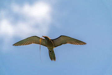 French Polynesia, Tikehau Atoll. Brown noddy bird flying with nest material.