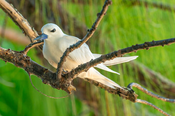 French Polynesia, Tikehau Atoll. Fairy tern in tree.
