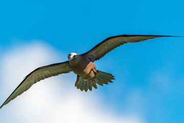 French Polynesia, Tikehau Atoll. Brown noddy bird in flight.