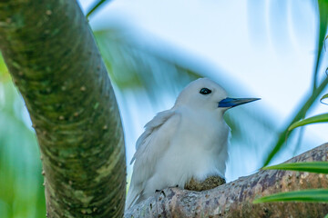French Polynesia, Tikehau Atoll. Fairy tern in tree.