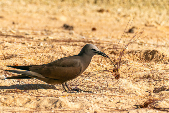 French Polynesia, Tikehau Atoll. Brown noddy collecting nest material.