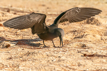 French Polynesia, Tikehau Atoll. Brown noddy collecting nest material.