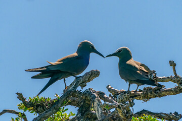 French Polynesia, Tikehau Atoll, Bird Island. Brown noddy pair close-up.